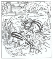 A coloring page of nature in the backyard